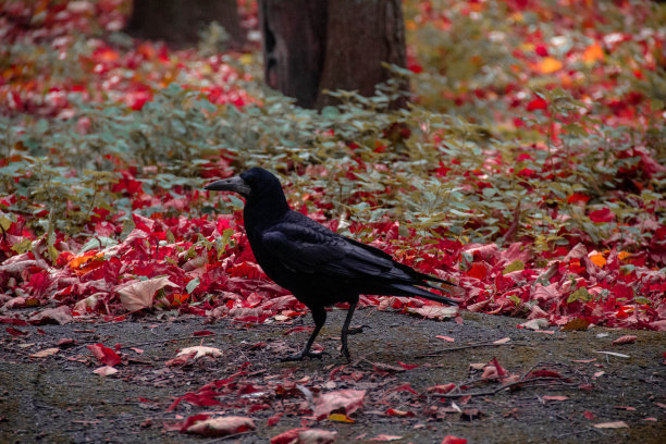 乌鸦图片下载