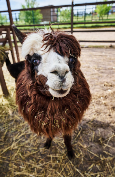 有趣的毛茸茸的棕白色羊驼在农场的特写肖像图片下载