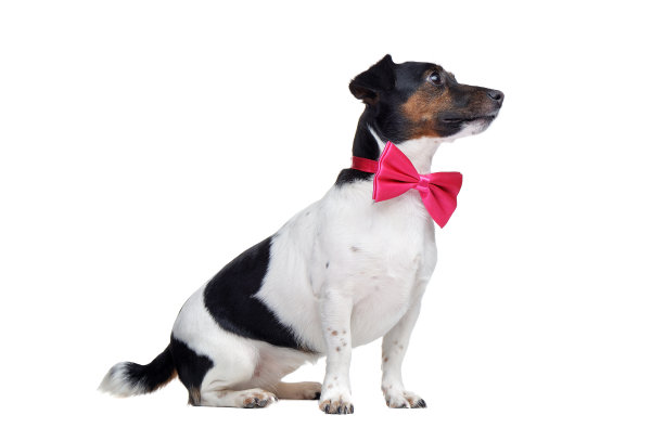 一只戴着领结坐着的小狗的侧视图图片下载