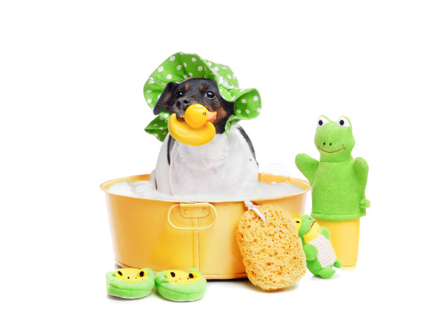 漂亮的杰克罗素梗，戴着帽子，在黄色的盆里洗澡图片下载