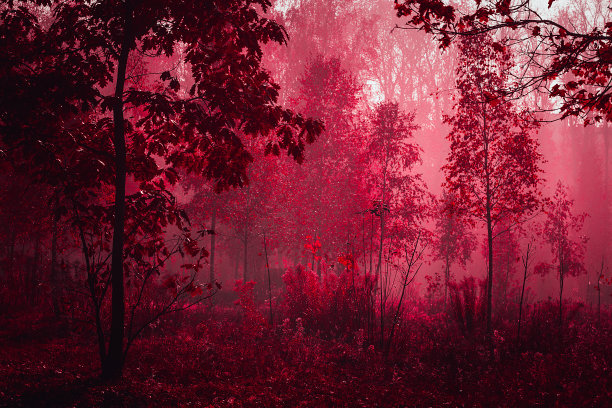 仙女神秘的森林。神秘的气氛。超自然的另一个世界。雾中的陌生森林。黑暗的木头。背景壁纸。雾中可怕的森林树木。图片下载