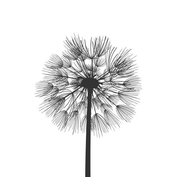 蒲公英花种子植物载体插图图片下载