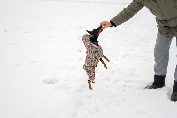 迷你平舍犬在雪地里散步。穿毛衣的Zwergpinscher图片下载