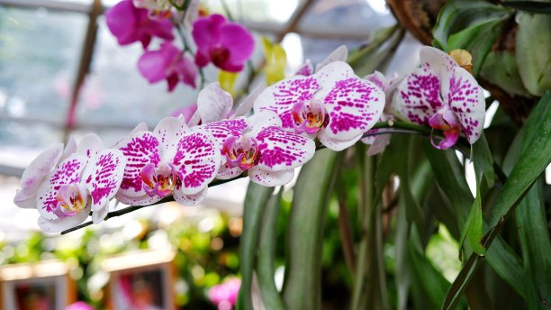 美丽的兰花花朵图片下载