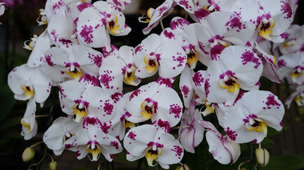 美丽的兰花花朵图片下载