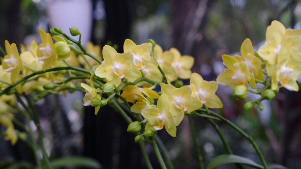 美丽的兰花花朵图片下载