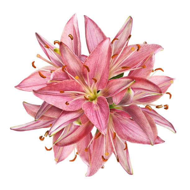 珊瑚百合的花在一个圆形的花朵排列孤立图片下载