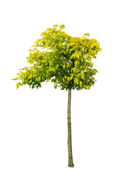 白色上孤立的小树图片下载