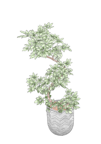 大型室内植物插图图片下载