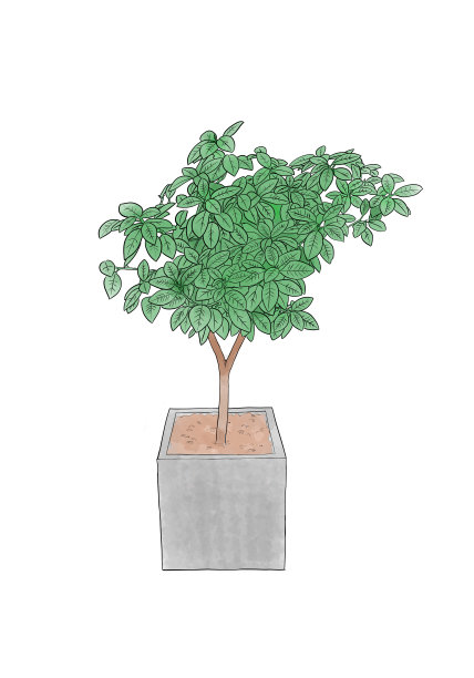 大型室内植物插图图片下载