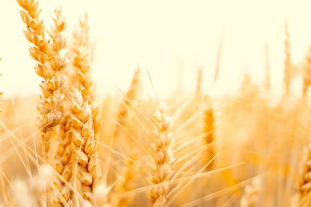 麦田里金色的黑麦植物。谷物面包谷物在农场景观上日落天空金色背景。农业夏收。图片下载