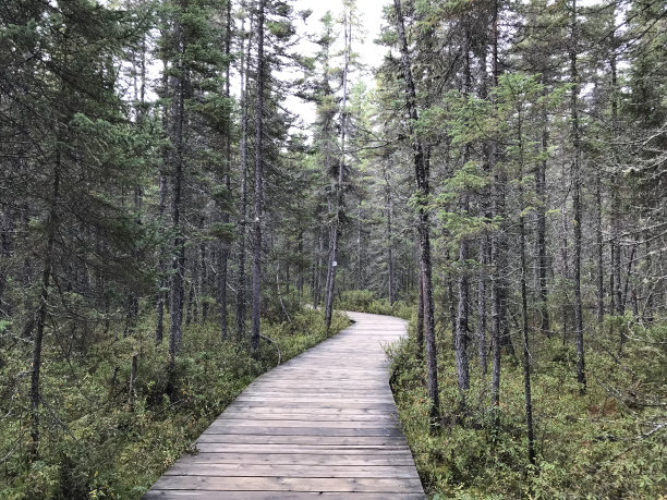 穿过沼泽的木板路图片下载