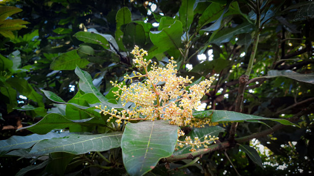 芒果花图片下载