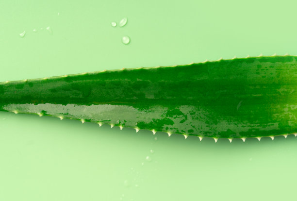 绿色背景上的芦荟叶。图片下载