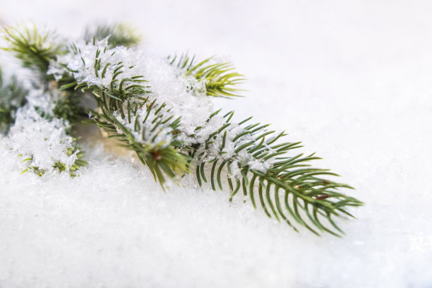 雪中的云杉枝。冬天的背景与白雪覆盖的树。图片下载
