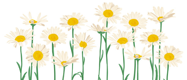 画的野花图片下载