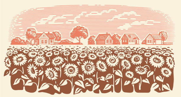 向日葵在乡村写生农场景观图片下载