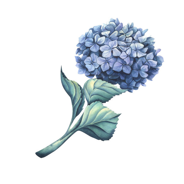 有叶的蓝紫丁香色绣球花。水彩插图。从一大堆婚礼花中分离出来的一个物件。用于设计和装饰明信片、请柬。图片下载