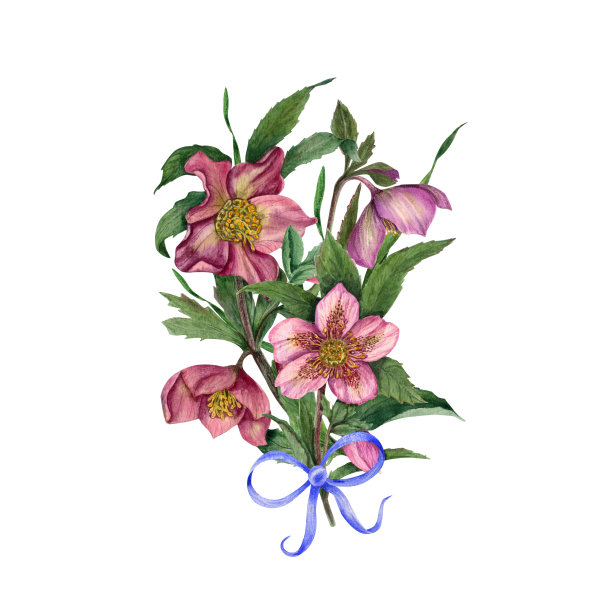 水彩花，白色背景上孤立的嚏根草图片下载
