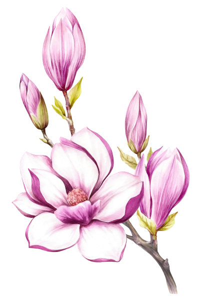 盛开的玉兰花枝的形象。水彩插图。图片下载