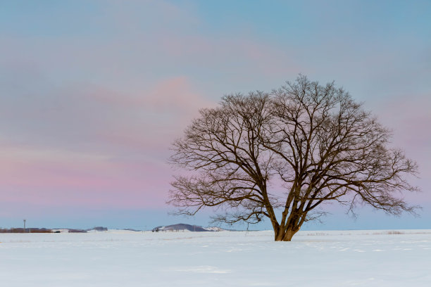 黄昏时分，北海道的日本榆树带着雪图片下载