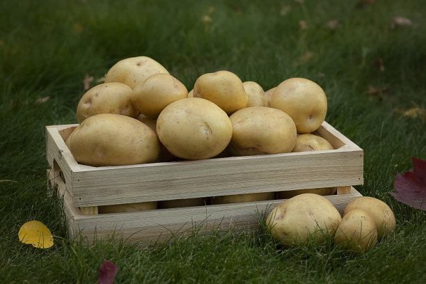 育空金大土豆放在木板条箱上的草地上。图片下载