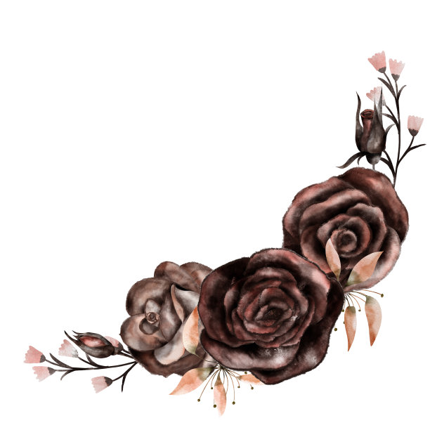 水彩黑玫瑰在白色孤立的背景图片下载