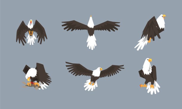 鹰是一种大型猛禽，有喙和宽图片下载