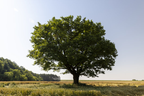 在一片种着小麦的田里生长图片下载
