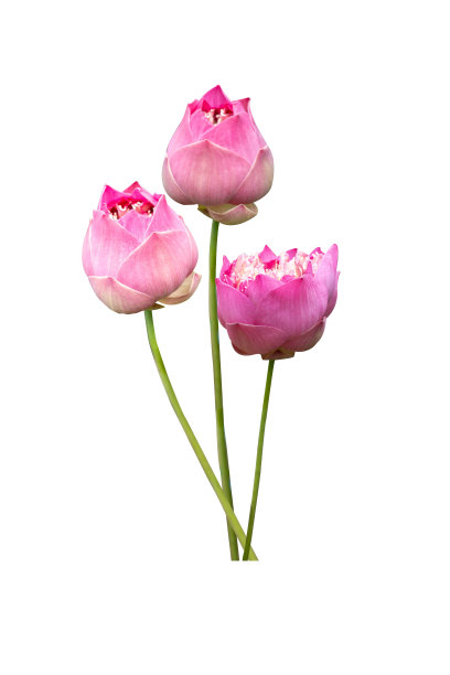 美丽的粉色莲花花束孤立在白色背景与复制空间和剪辑路径。图片下载