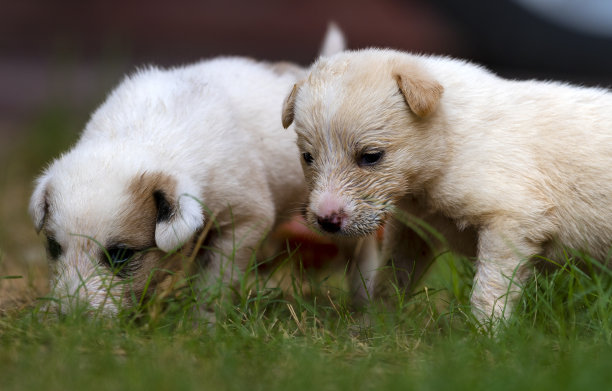 阿富汗kuchi小狗，阿富汗牧羊犬小狗图片下载