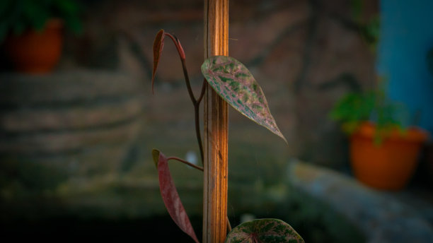 红色的槟榔叶，长在木杆上图片下载