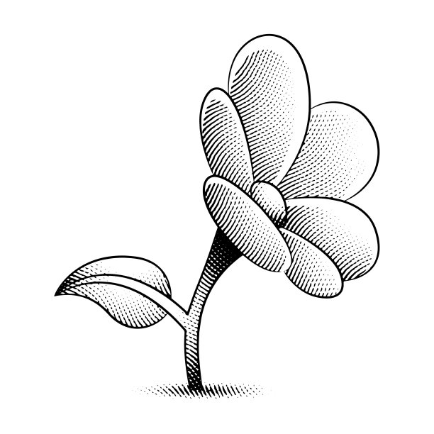 刻着雏菊花的刮板图片下载