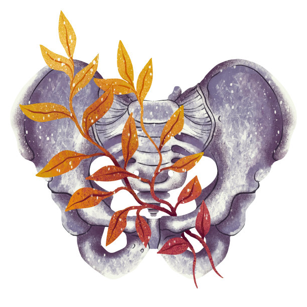 插图骨盆骨与花和芽打印解剖学图片下载