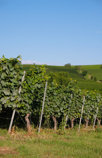 德国莱茵兰-普法尔茨州Bodenheim的老葡萄园。藤条的金属支架。图片下载