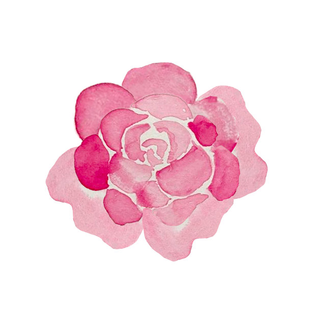 粉色牡丹水彩花。玫瑰牡丹花蕾，牡丹花瓣水彩插图。手绘的设计元素隔离在透明的背景上进行升华，t恤，马克杯图片下载