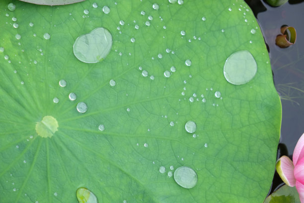 荷叶上的水滴图片下载