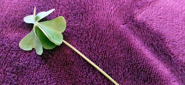 一株四叶三叶草横躺在柔软的紫色羊毛毯子上图片下载