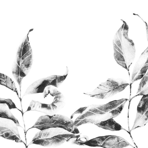 带干叶子的小树枝图片下载