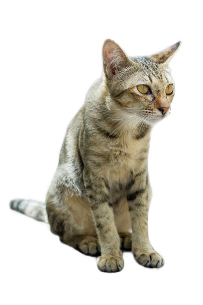 可爱的小家猫，重点选择图片下载