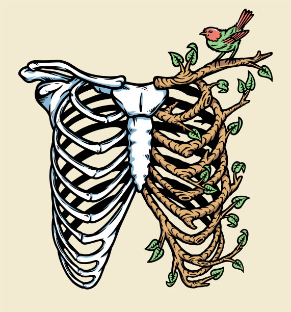 自然人体骨骼矢量图图片下载