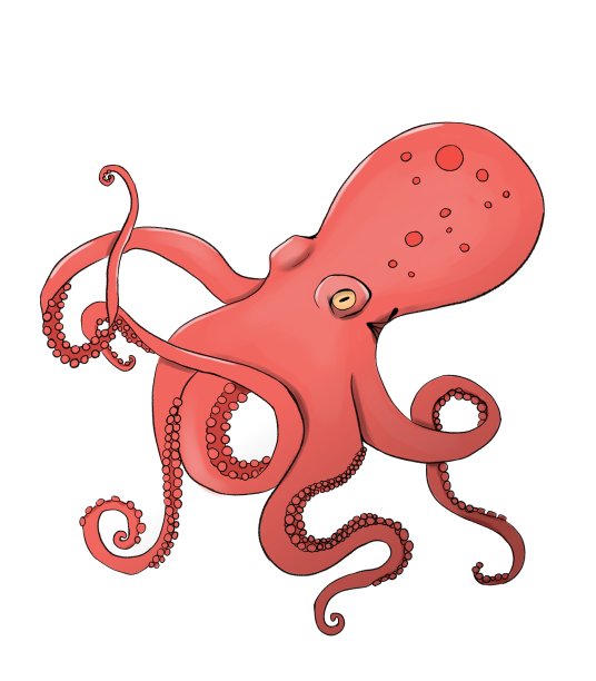 一只珊瑚色的章鱼图片下载