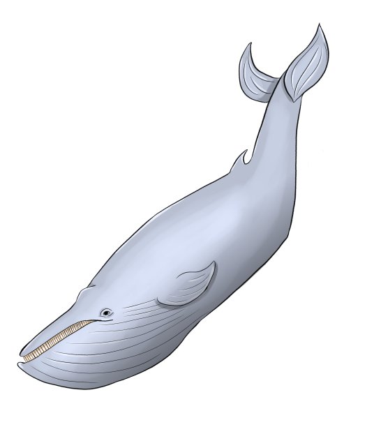 大蓝鲸，彩色插图图片下载