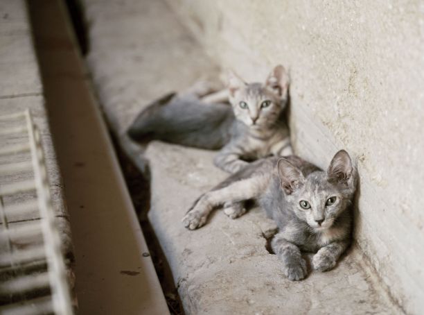 两只灰色的流浪猫躺在墙下的漂亮照片图片下载