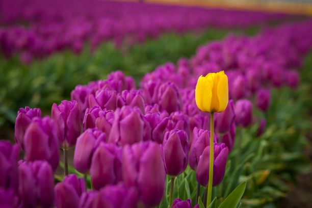 在一个阳光明媚的日子里，一株黄色郁金香和其他紫色郁金香在田里的美丽照片图片下载