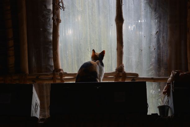 背面是一只在乡村房子里向窗外看的印花布猫图片下载