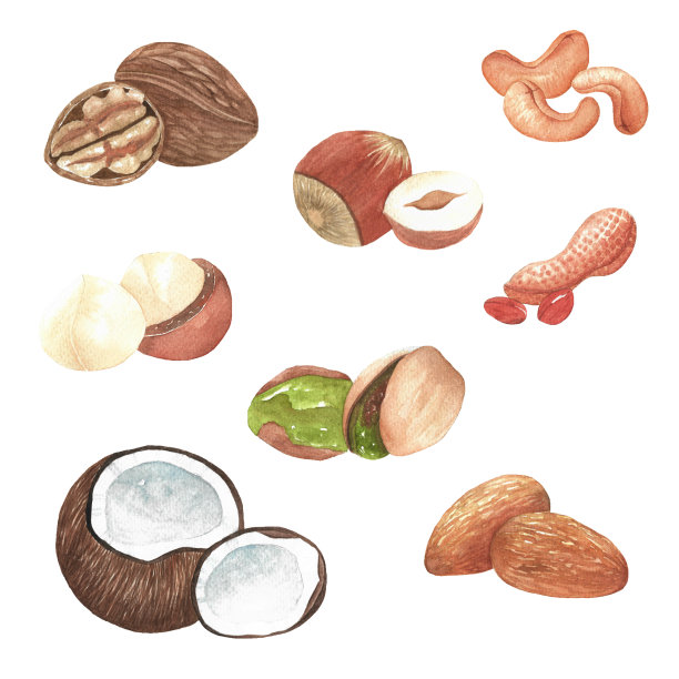 水彩画插图花生核桃开心果杏仁夏威夷椰子腰果手绘上孤立图片下载
