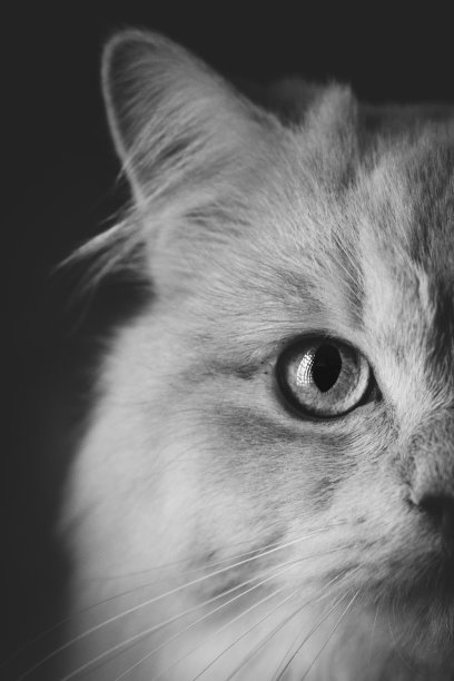 一只白色毛茸茸的猫被隔离在黑色背景上的灰度照片图片下载