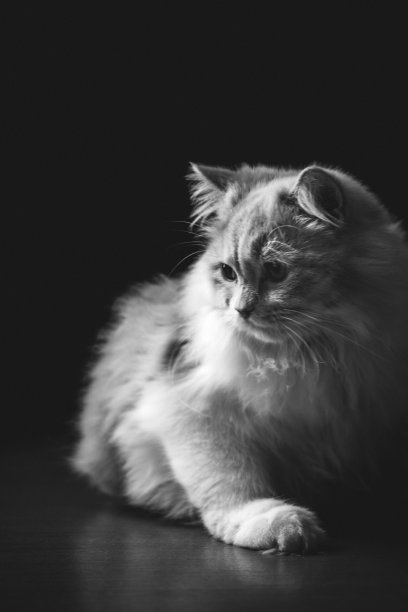一只白色毛茸茸的猫被隔离在黑色背景上的灰度照片图片下载