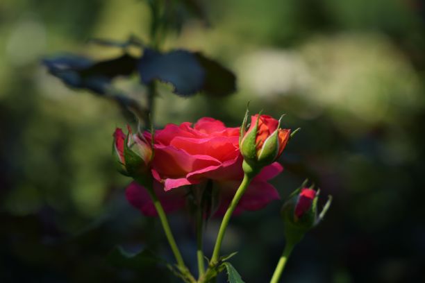 红玫瑰在田间盛开图片下载